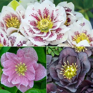 Wedding Party Double Hellebore Collection