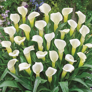 Calla Lily Collection