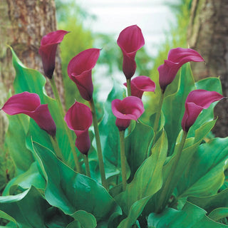 Calla Lily Collection