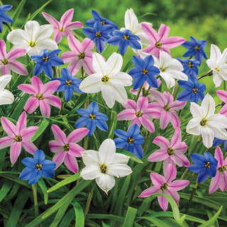 Spring Starflower Mixture