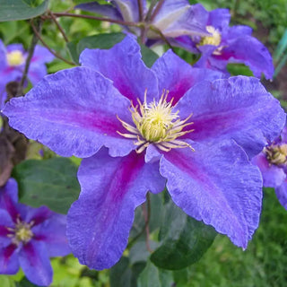 Clematis Ristimagi