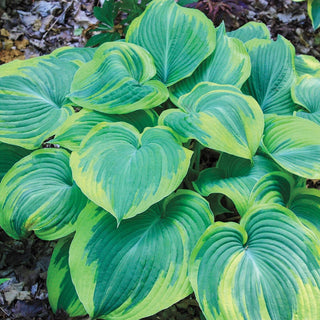 Earth Angel Hosta