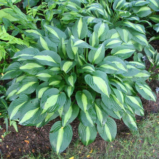 Striptease Hosta