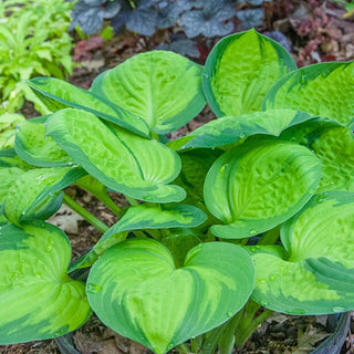 Rainforest Sunrise Hosta