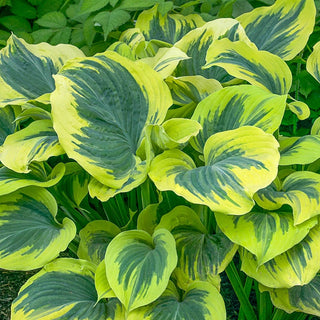 Liberty Hosta