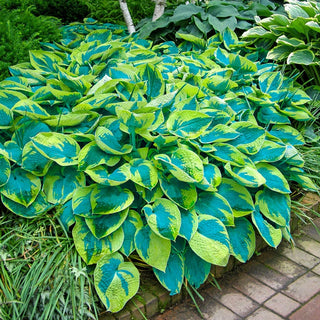 Tokudama Flavocircinalis Hosta