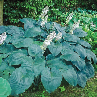 Angel Blue Hosta