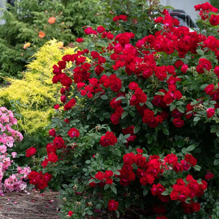 Oh My Floribunda Rose