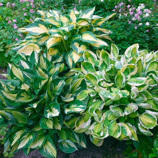 Color Changing Hosta Collection