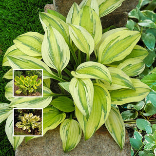 Captains Adventure Hosta