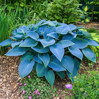 Slug-Resistant Hostas