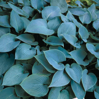 Halcyon Hosta