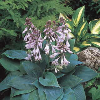 Halcyon Hosta