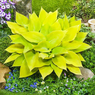 Sunny Halcyon Hosta