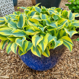 Ben Vernooy Hosta