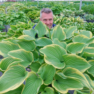 Victory Hosta