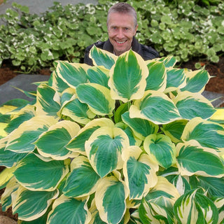 Orion Belt Hosta