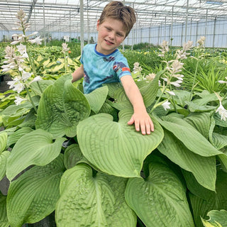 Lakeside Maverick Hosta