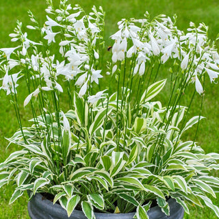 White Dove Mini Hosta