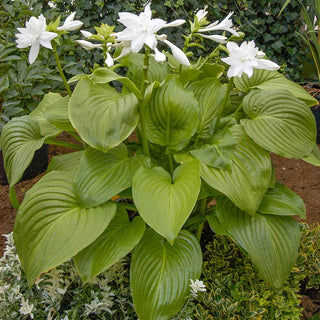 Venus Hosta