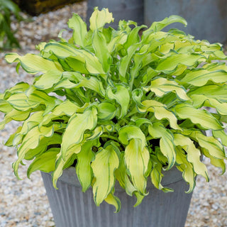 Ripple Effect Hosta