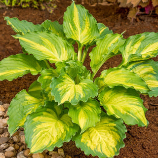 Rippled and Ruffled Hostas