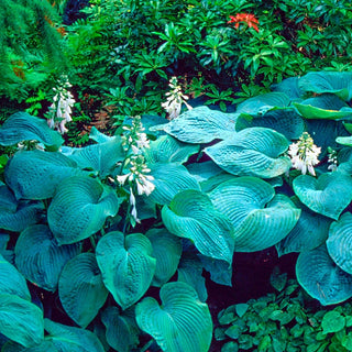 Sieboldiana Elegans Hosta