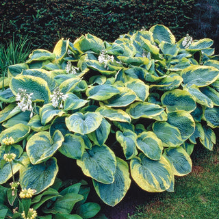 Frances Williams Hosta