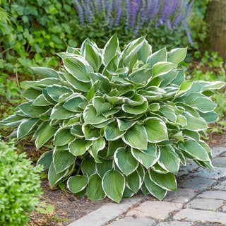 Francee Hosta