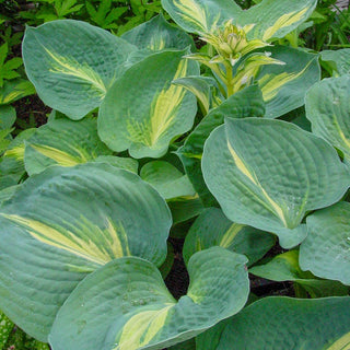 Thunderbolt Hosta