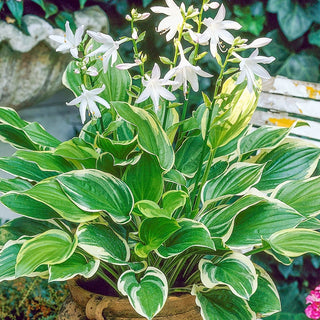 So Sweet Hosta