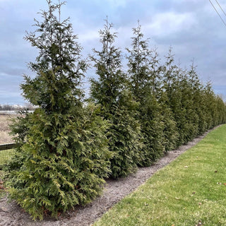 Green Giant Arborvitae Hedge