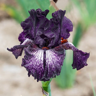 Grape Zebra Bearded Iris