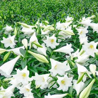 Miracle Dwarf Longiflorum Lily