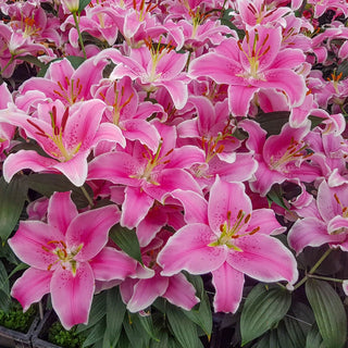 Sorbonne Lily