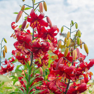 Red Velvet Lily