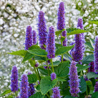 Blue Fortune Anise Hyssop