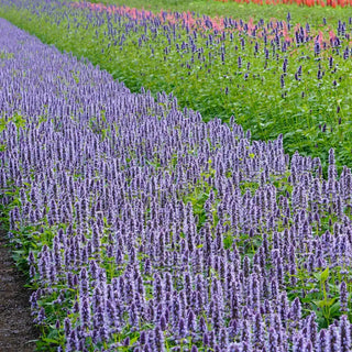 Blue Fortune Anise Hyssop