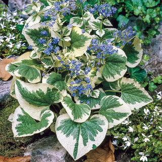 Variegata Siberian Bugloss