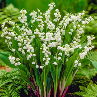 Bridal Choice Lily Of The Valley