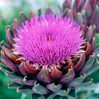 French Artichoke