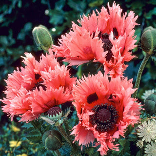 Pink Ruffles Oriental Poppy