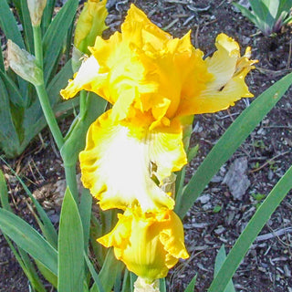 Summer Olympics Reblooming Bearded Iris