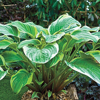 Fragrant Fire Hosta