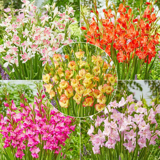 Hardy Gladiolus Collection