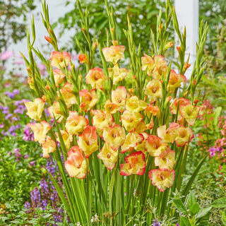 Hardy Gladiolus Collection