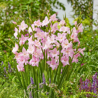 Hardy Gladiolus Collection