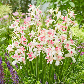 Hardy Gladiolus Collection