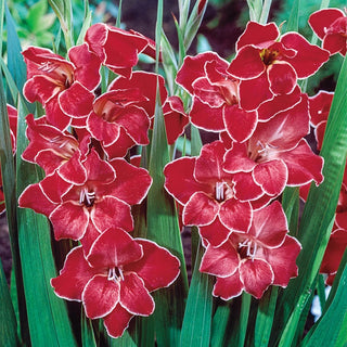 Atom Gladiolus Hardy