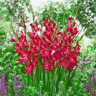 Atom Gladiolus Hardy